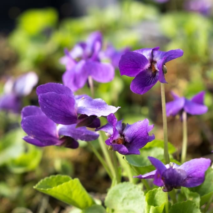 Viola odorata 'Königin Charlotte'