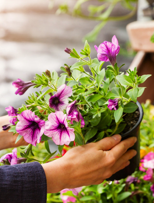 Hände halten einen Topf mit blühenden violetten Petunien