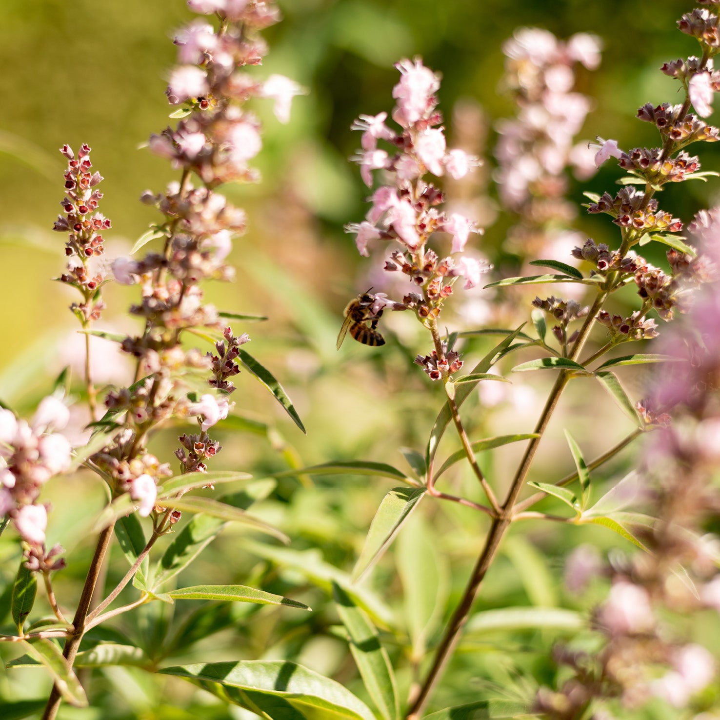 Bienen bestäuben Vitex 'Galactic Pink'