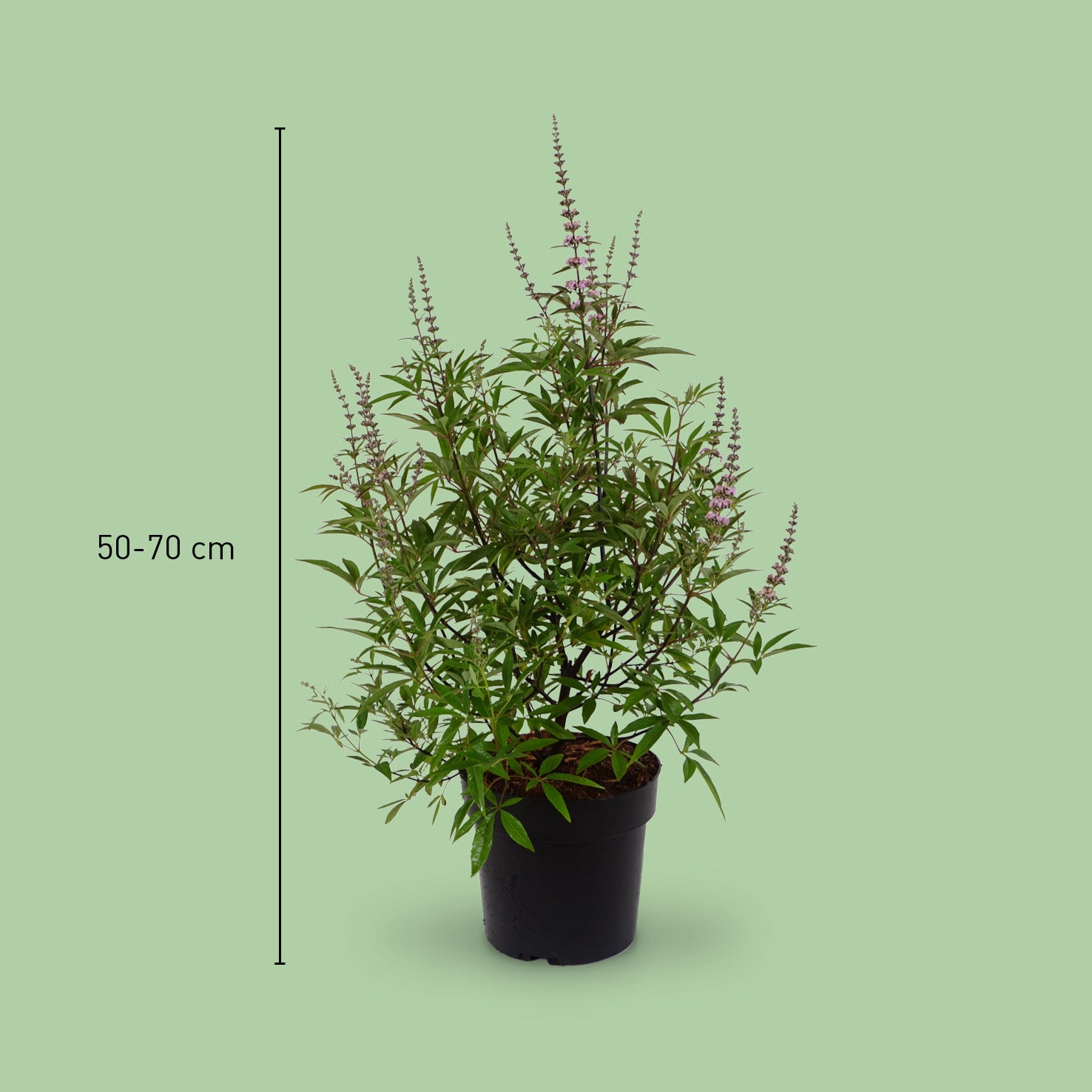 Größe des Vitex 'Galactic Pink'