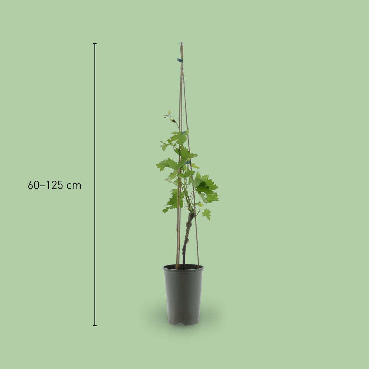 Größe der Vitis vinifera 'Attika'