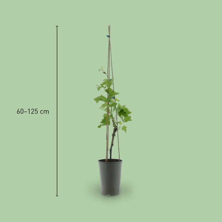 Größe der Vitis vinifera 'Attika'