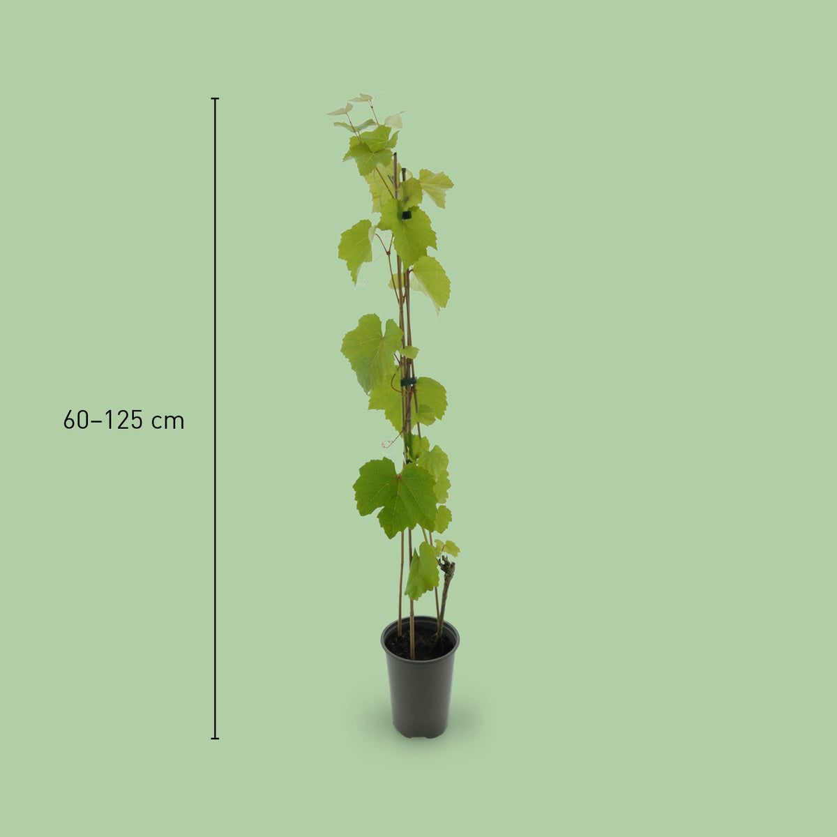 Größe der Vitis vinifera 'Vanessa'