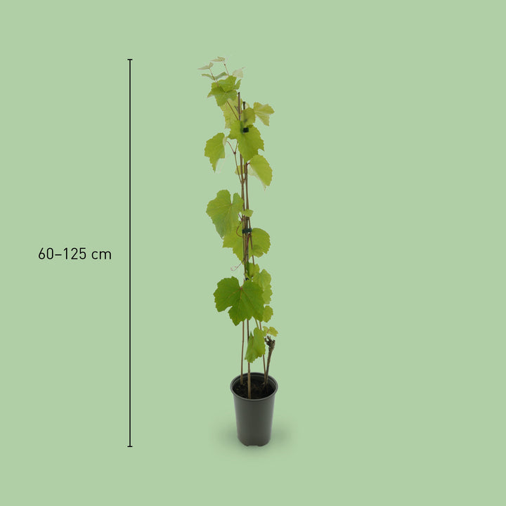 Größe der Vitis vinifera 'Vanessa'