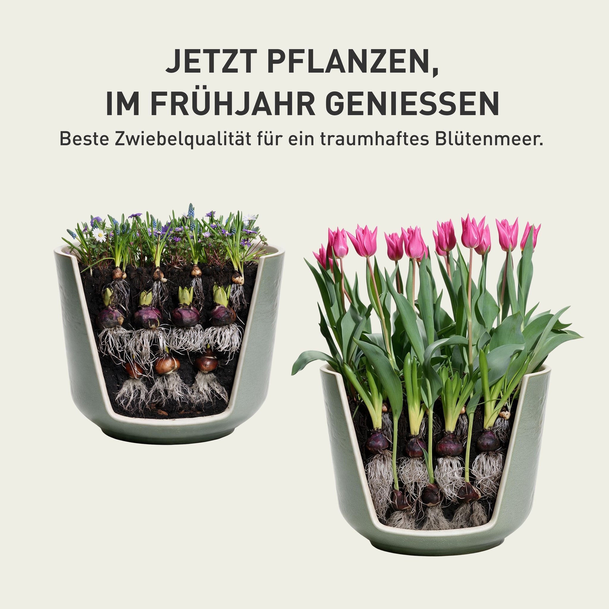 Blumenzwiebel-Wachstum: Von der Zwiebel zum Blütenmeer