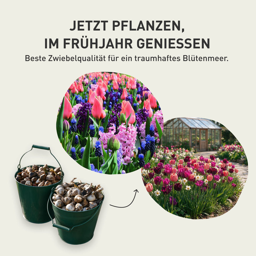 Blumenzwiebel-Mix: Topf-Pflanzung und Blütenpracht