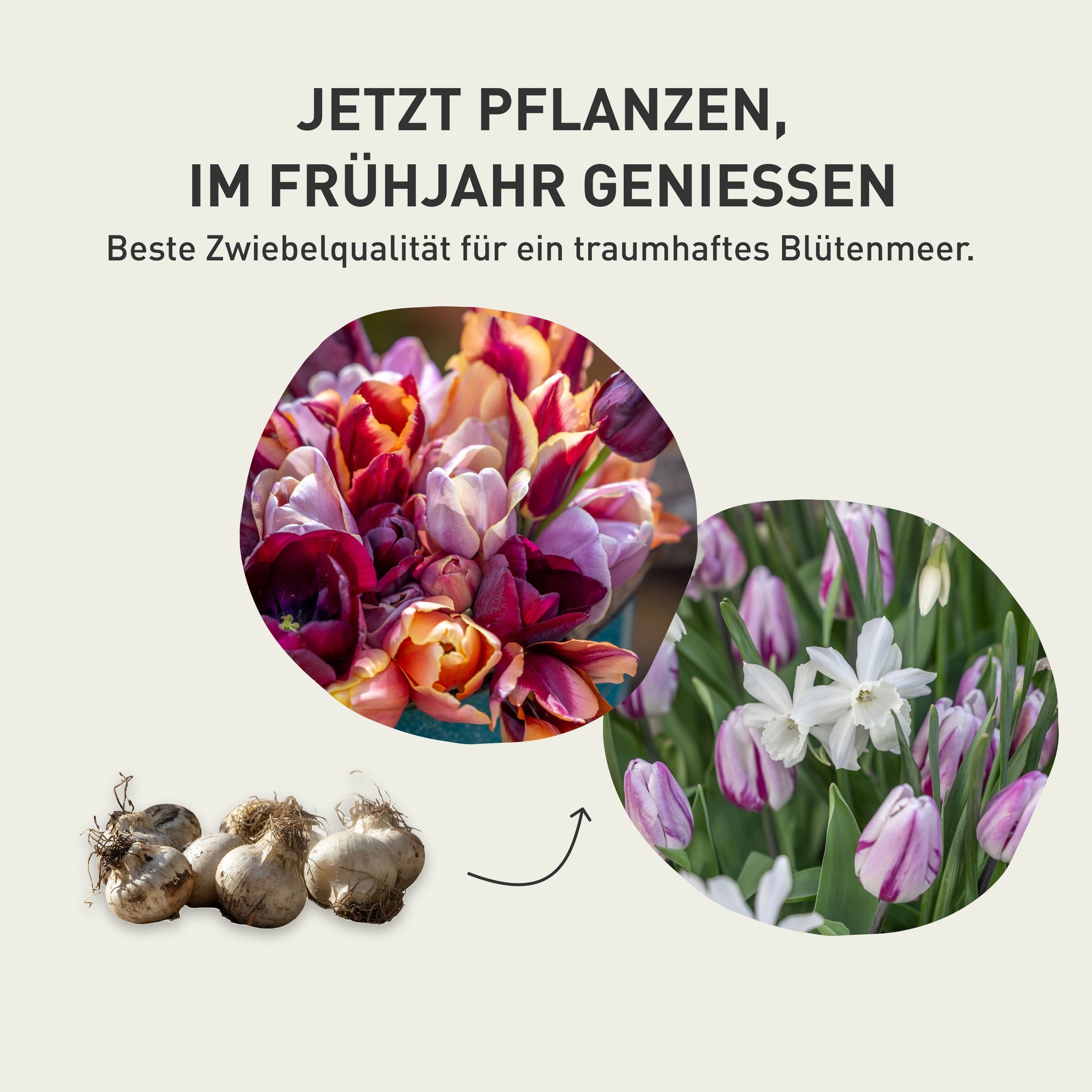 Blumenzwiebeln: Vom Pflanzen zum bunten Frühlingsgarten