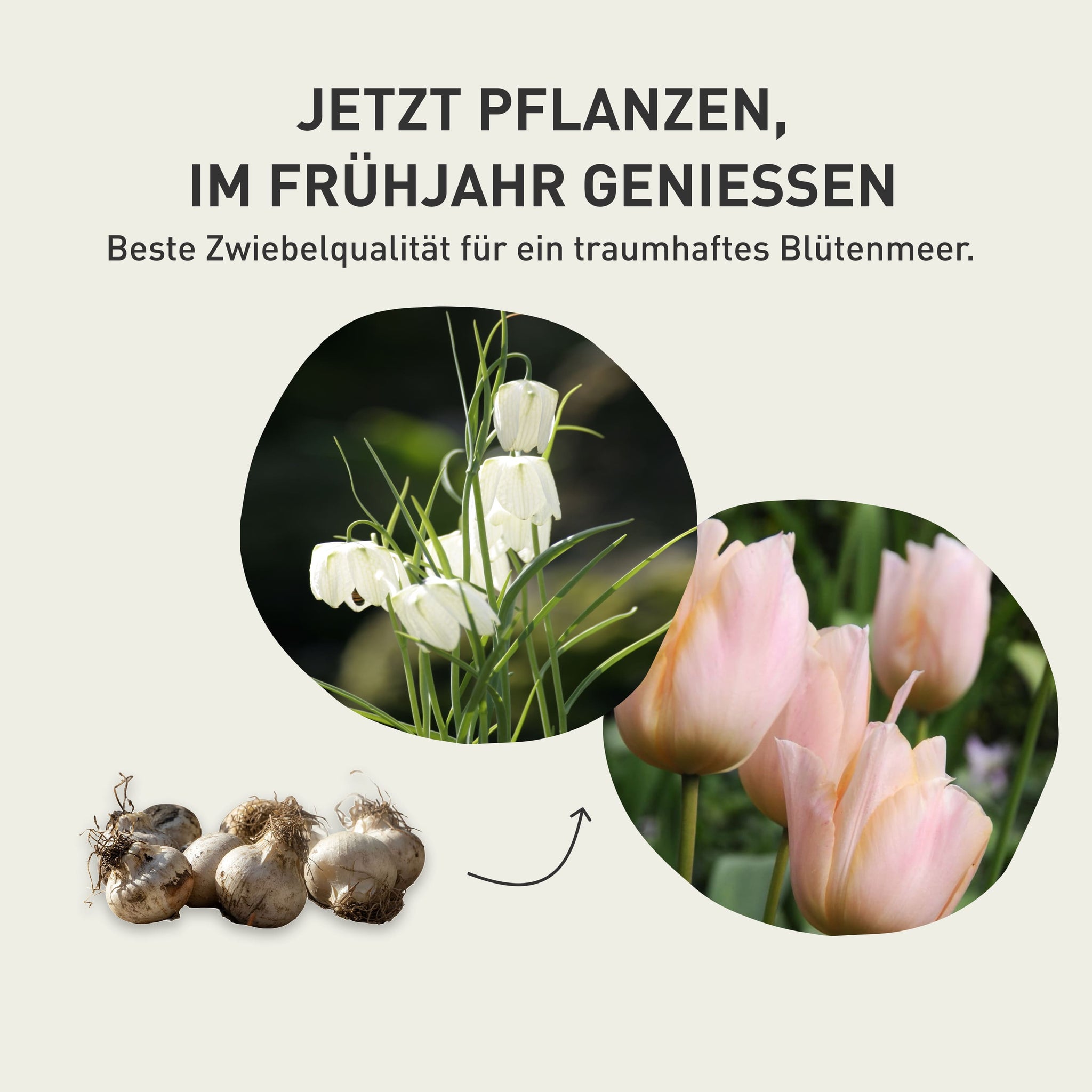 Blumenzwiebeln: Vom Pflanzen zum Blütenmeer