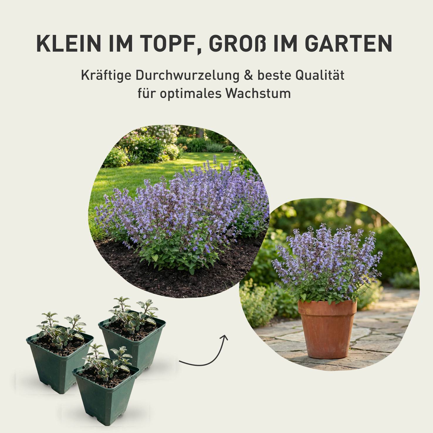 Prachtkerze Weiß kaufen