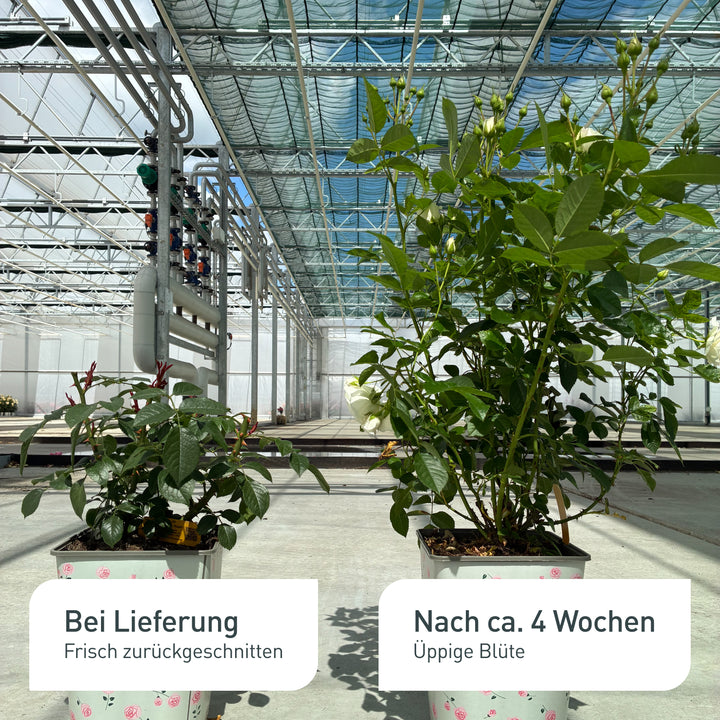 Beetrose 'Here Comes The Sun®' bei Lieferung und nach 4 Wochen