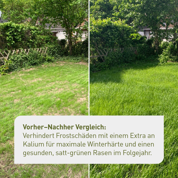 Vorher-Nachher Vergleich Herbstrasendüngung