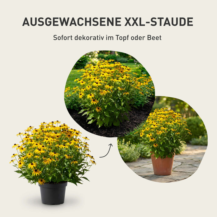 Ausgewachsene XXL-Staude für Topf oder Beet