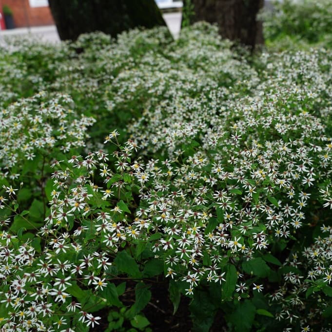 Wald-Aster Weiß