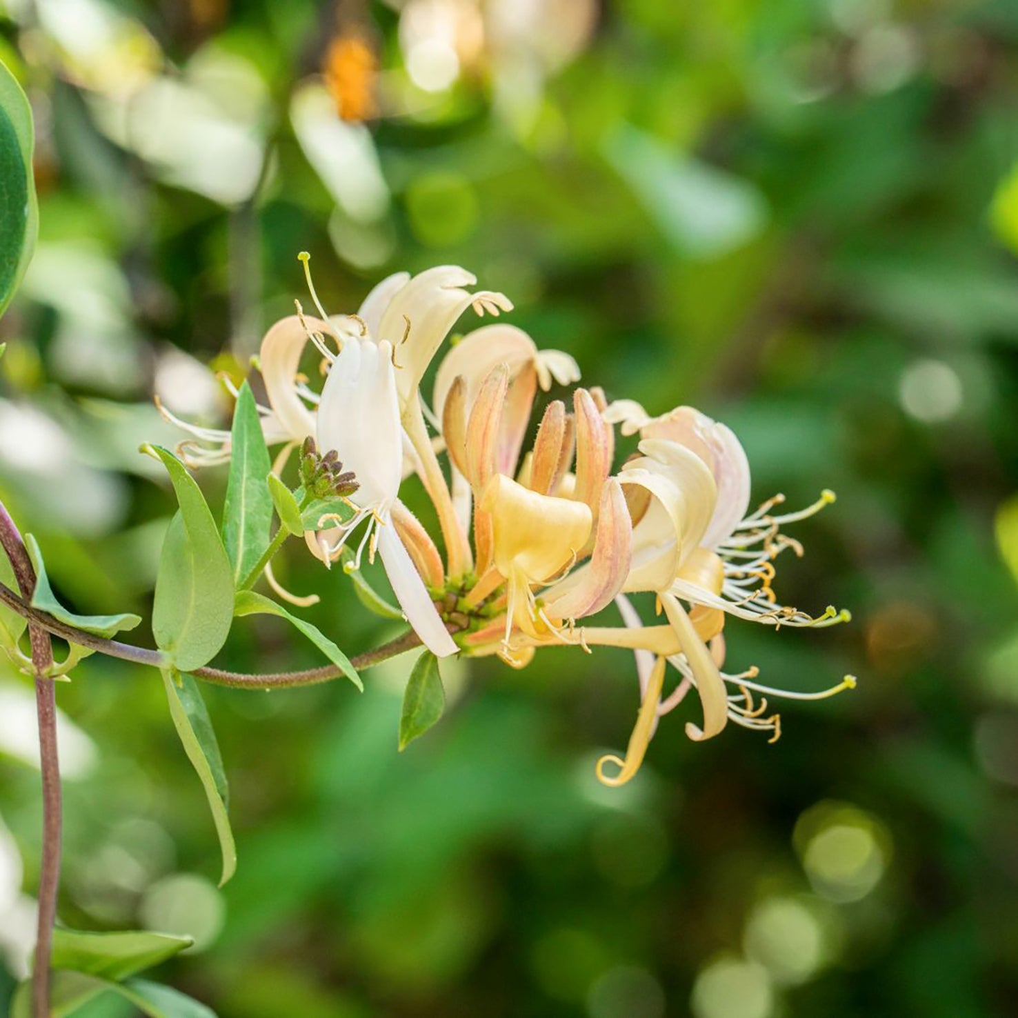 Wald-Geißblatt
