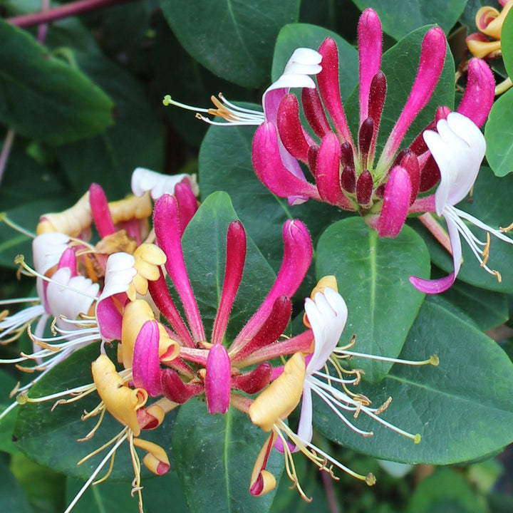 Wald-Geißblatt 'Serotina'