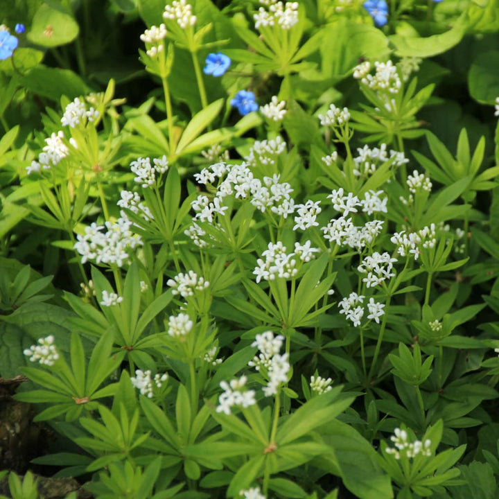 Waldmeister Weiß