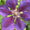Waldrebe Clematis 'Gipsy Queen' Outdoor