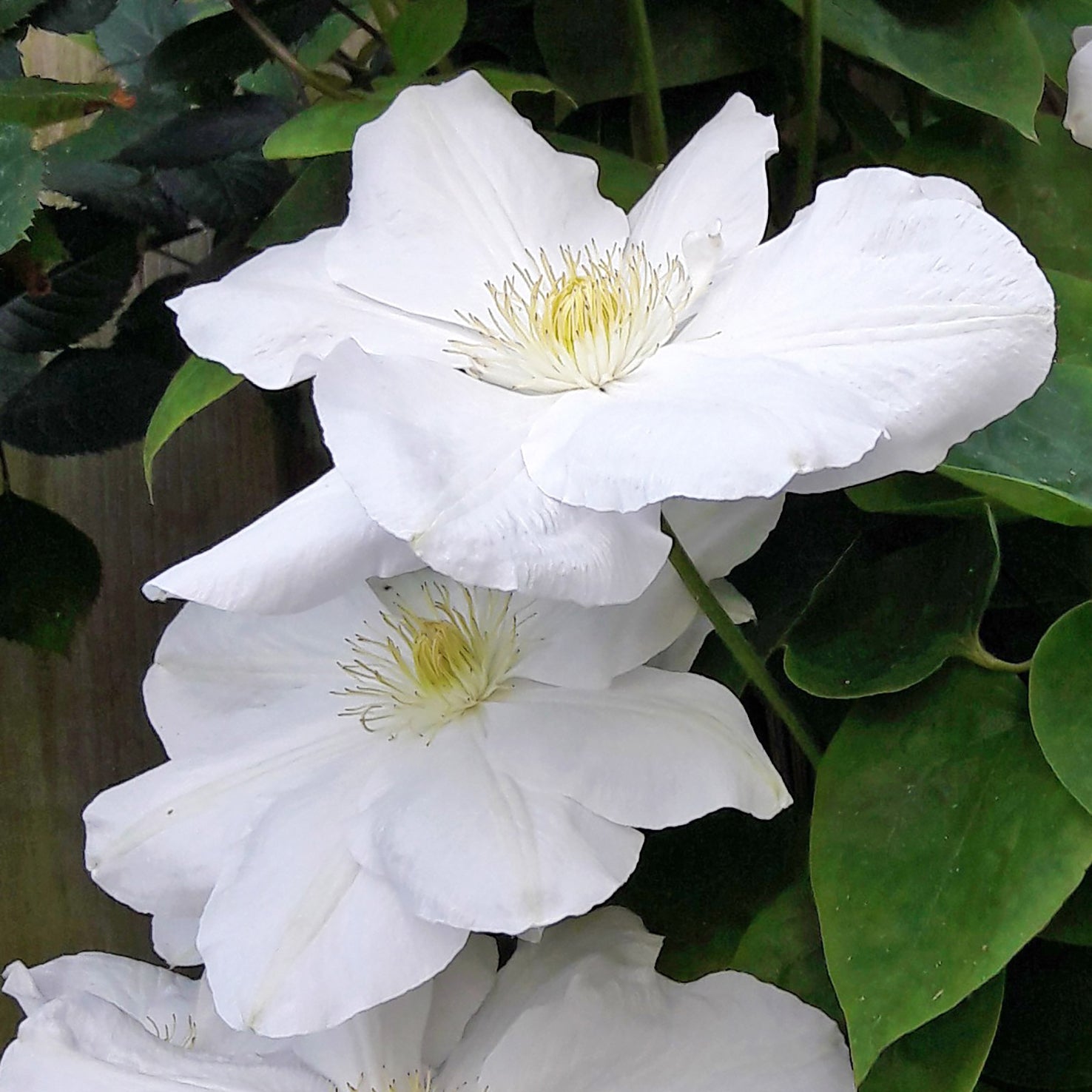 Waldrebe Clematis 'Madame Le Coultre' - ideale Outdoor-Pflanze mit üppiger Blütenpracht