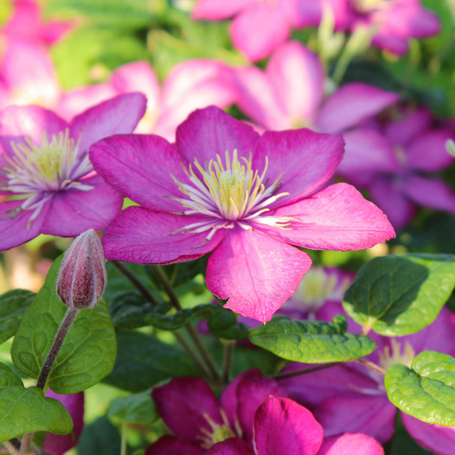 Waldrebe Clematis 'Ville de Lyon' – Beliebte Outdoor-Blühpflanze
