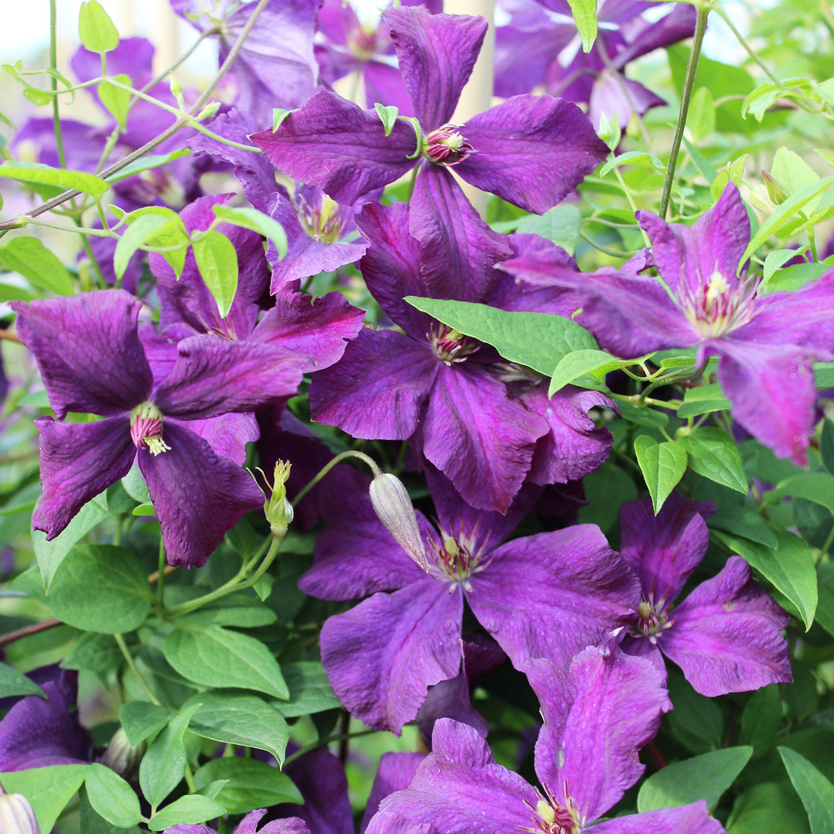 Waldrebe 'Jackmanii' Clematis Outdoor