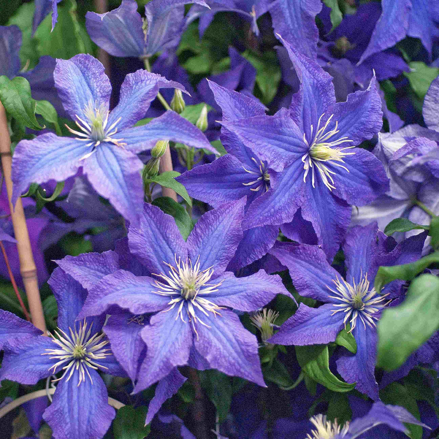 Waldrebe 'Rhapsody' Clematis Outdoor