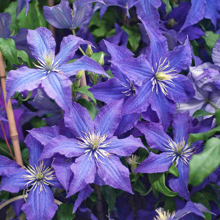 Waldrebe 'Rhapsody' Clematis Outdoor
