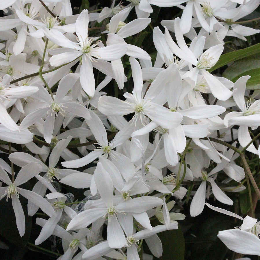 Waldrebe 'Snowdrift' Clematis Outdoor Pflanze