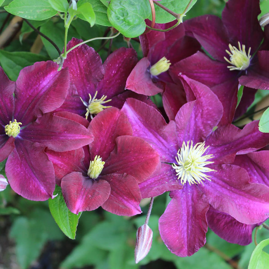 Waldrebe 'Warszawska Nike' Outdoor Clematis