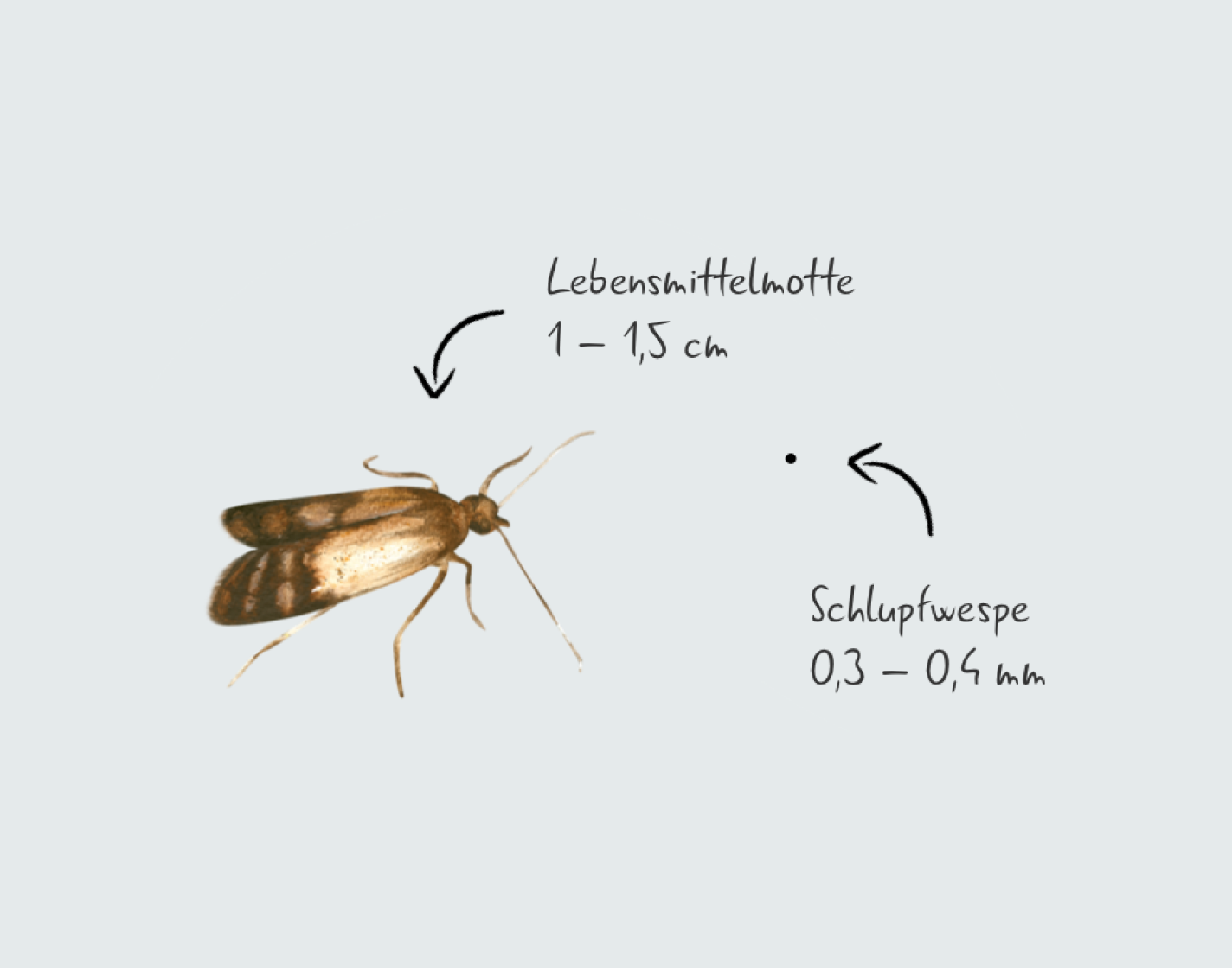 Größenvergleich Motte (1 - 1,5 cm) und Schlupfwespe (0,3 - 0,4 mm)