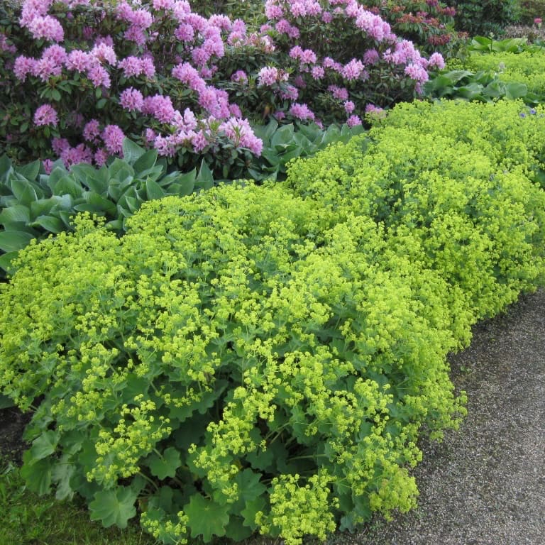 Weicher Frauenmantel Gelb