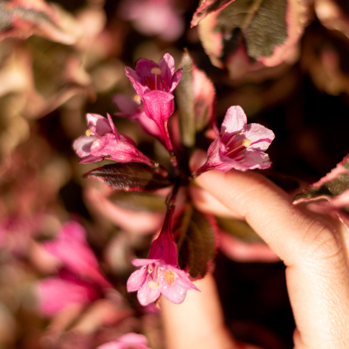 Blüte von Weigela florida 'Monet'®