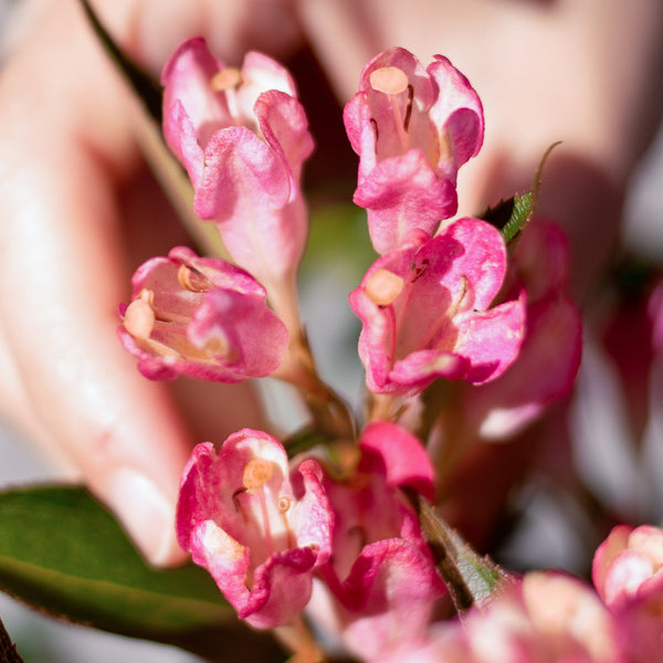 Blüte der Weigela florida 'Pink Poppet'