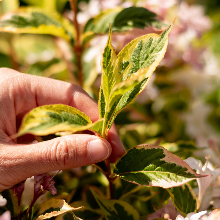 Blätter der Weigela 'Nana Variegata'