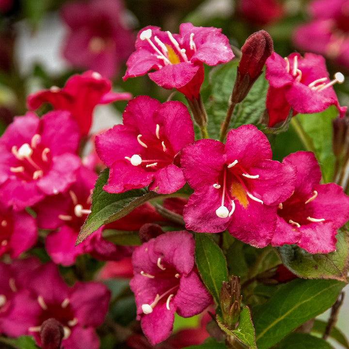 Blüte der Weigelie 'Bristol Ruby'