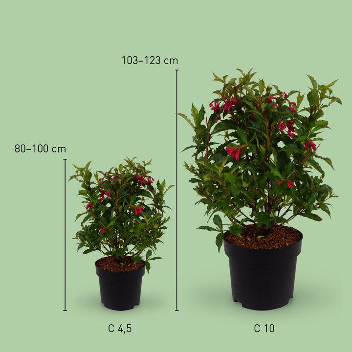 Größe der Weigelie 'Bristol Ruby'