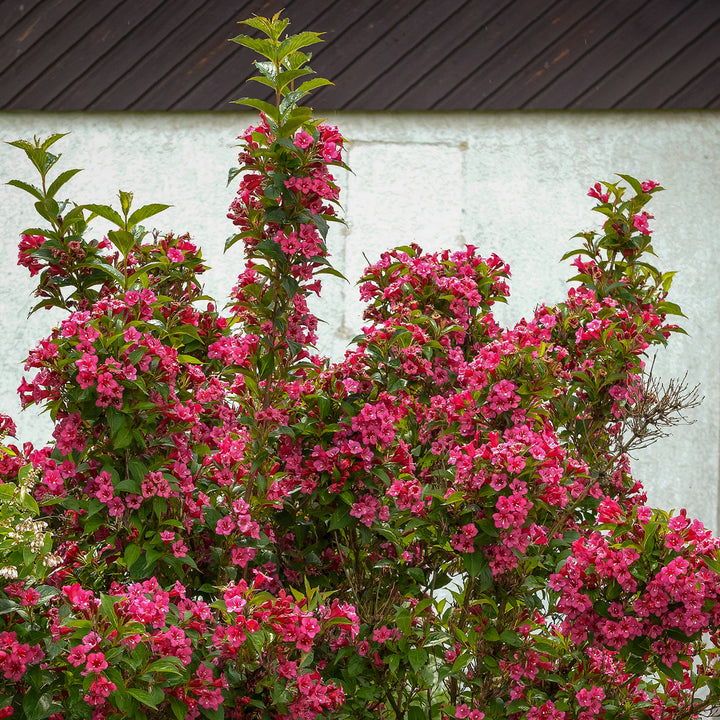 Weigelie 'Bristol Ruby' im Garten