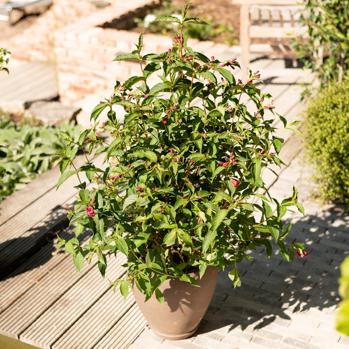 Weigelie 'Bristol Ruby' im Topf