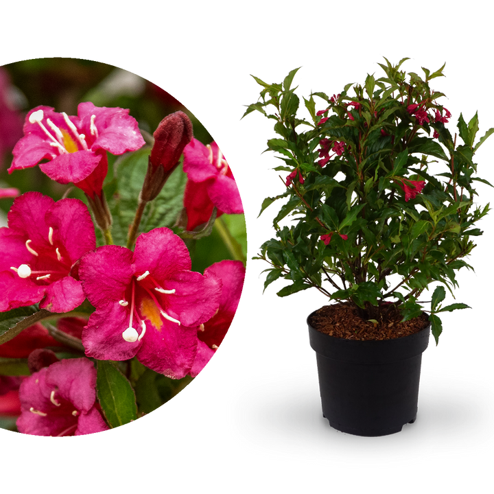 Weigelie 'Bristol Ruby'