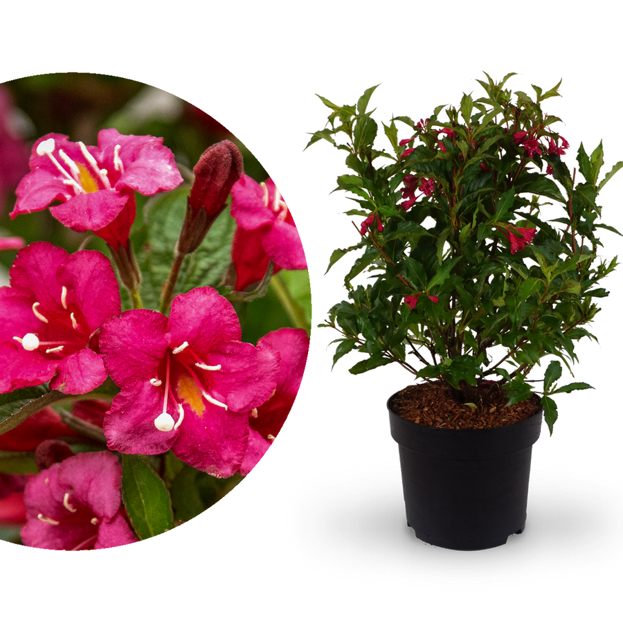 Weigelie 'Bristol Ruby'