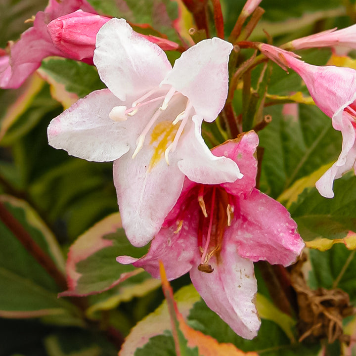 Blüte der Weigelie 'Nana Variegata'