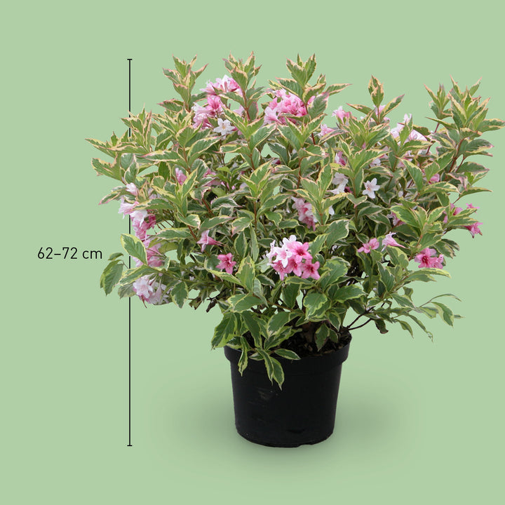 Größe der Weigela 'Nana Variegata'