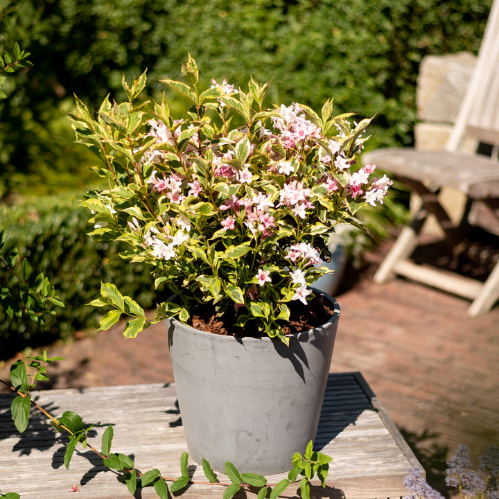 Weigelie 'Nana Variegata' im Topf