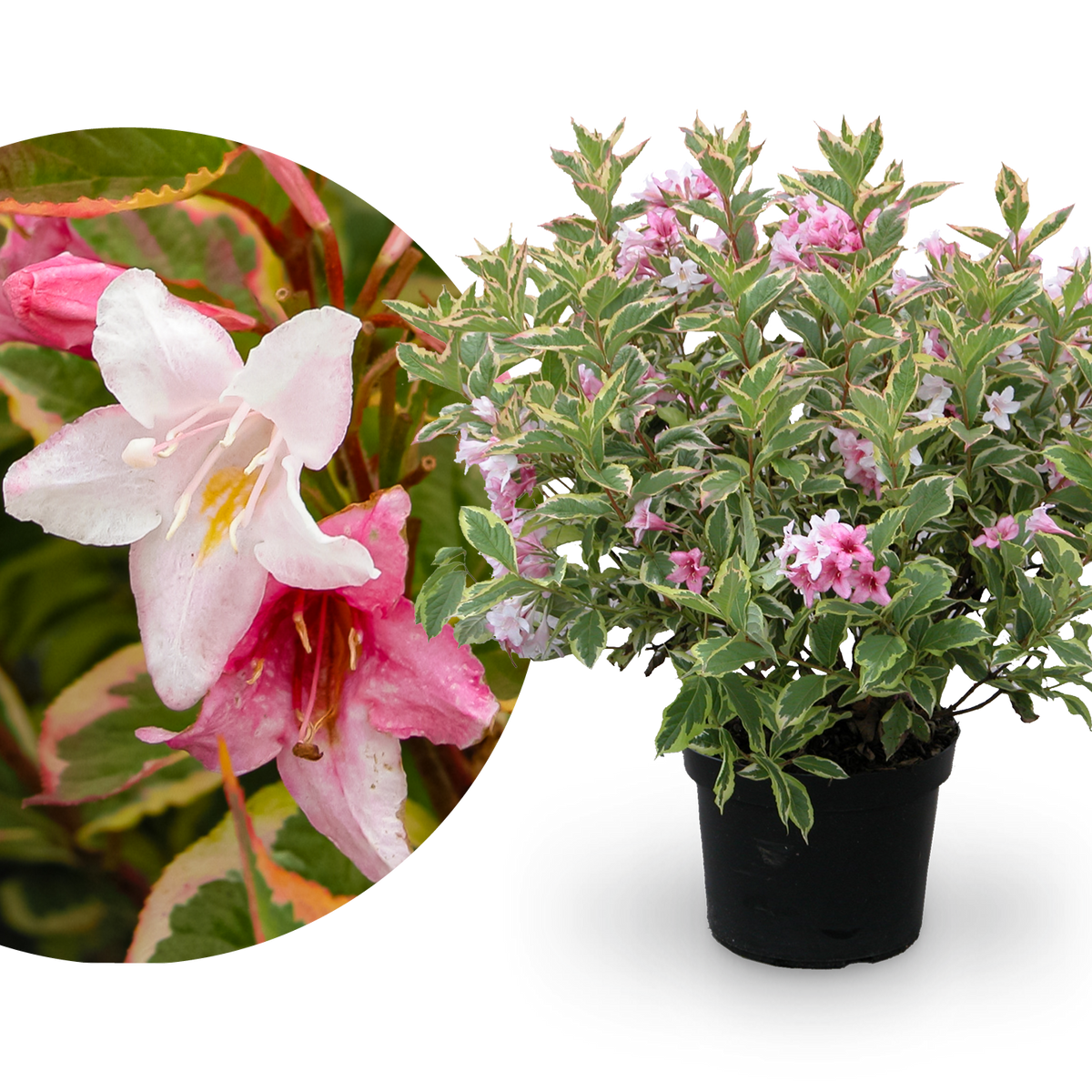 Buntblättrige Weigelie 'Nana Variegata' Weißrosa