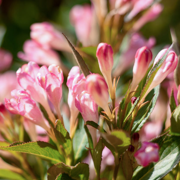 Blüte der Weigelie 'Pink Poppet'