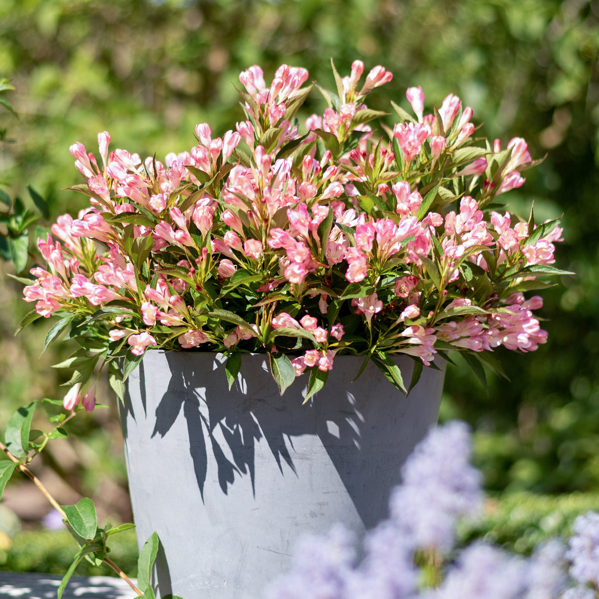 ZwergWeigelie 'Pink Poppet' Rosa kaufen Plantura Shop