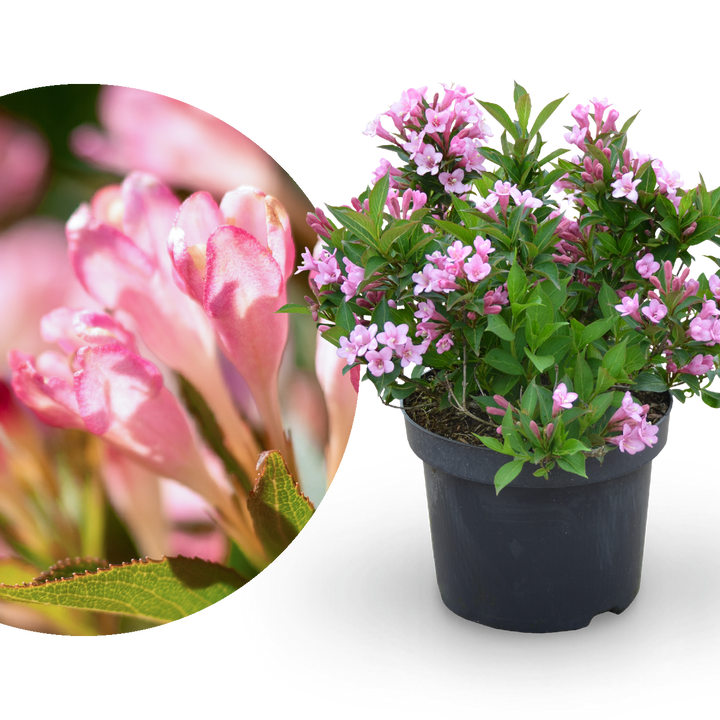 Zwerg-Weigelie 'Pink Poppet' Rosa