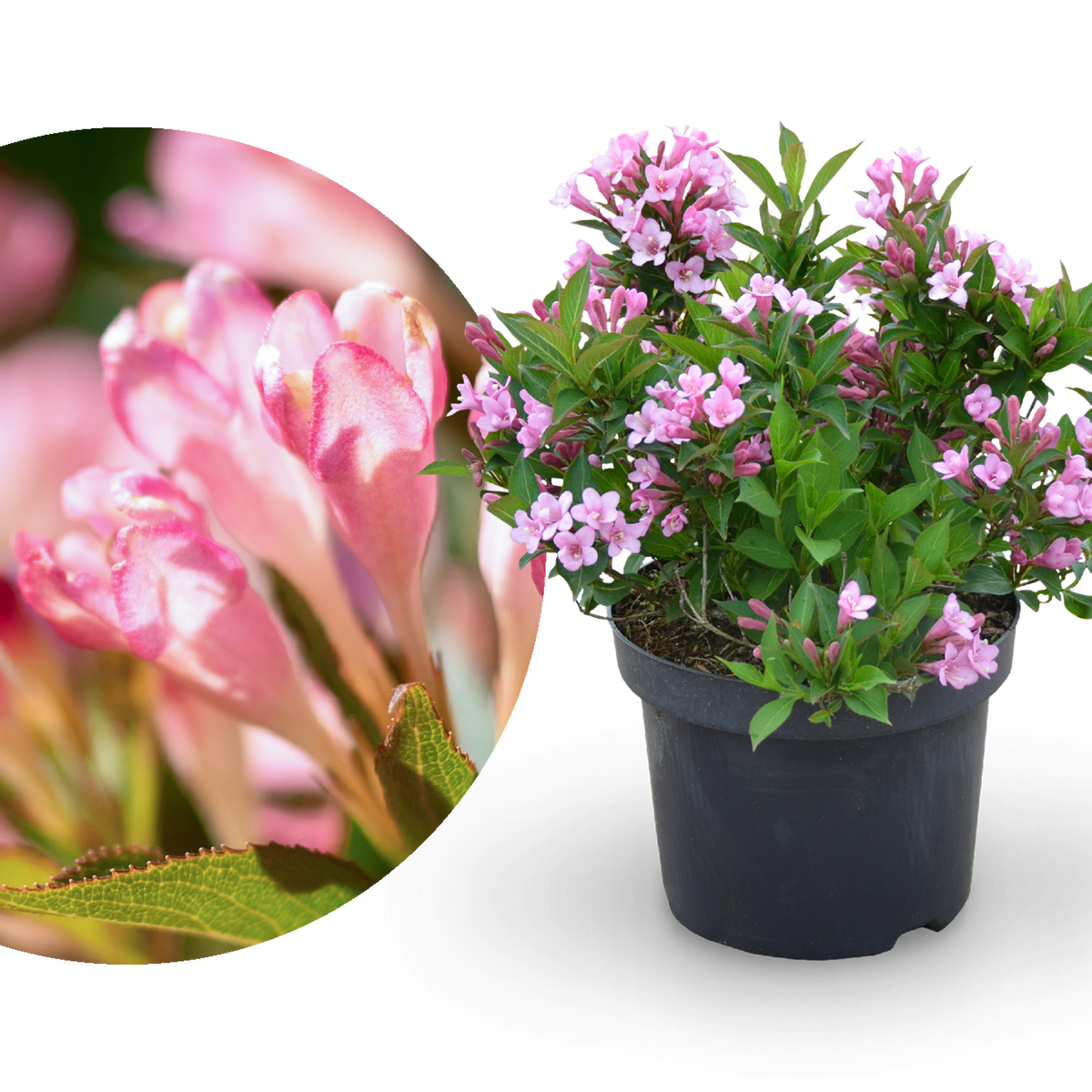 Zwerg-Weigelie 'Pink Poppet' Rosa