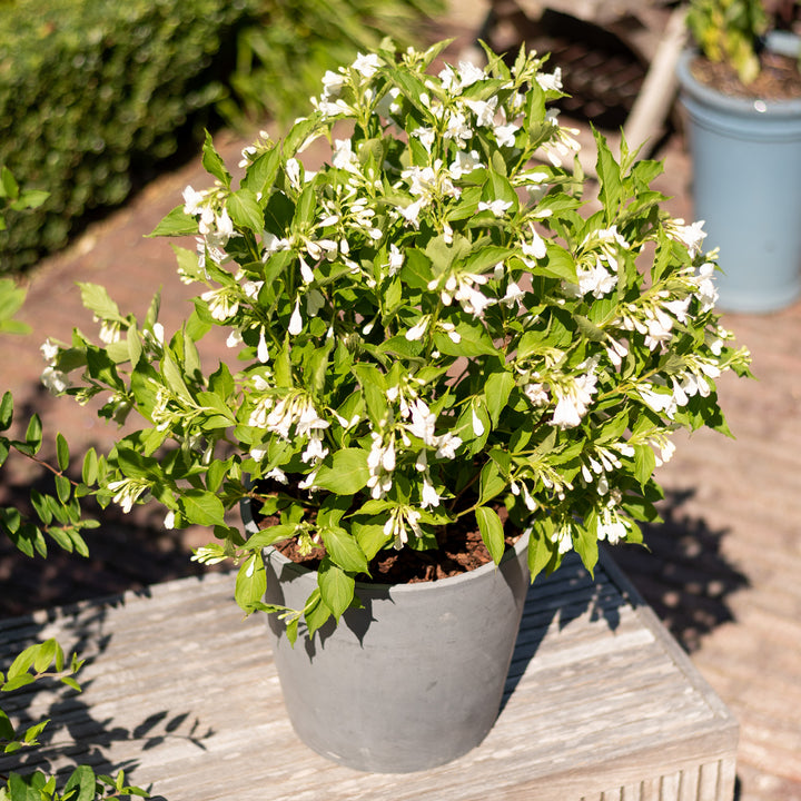 Weigelie 'Snowflake'® im Topf