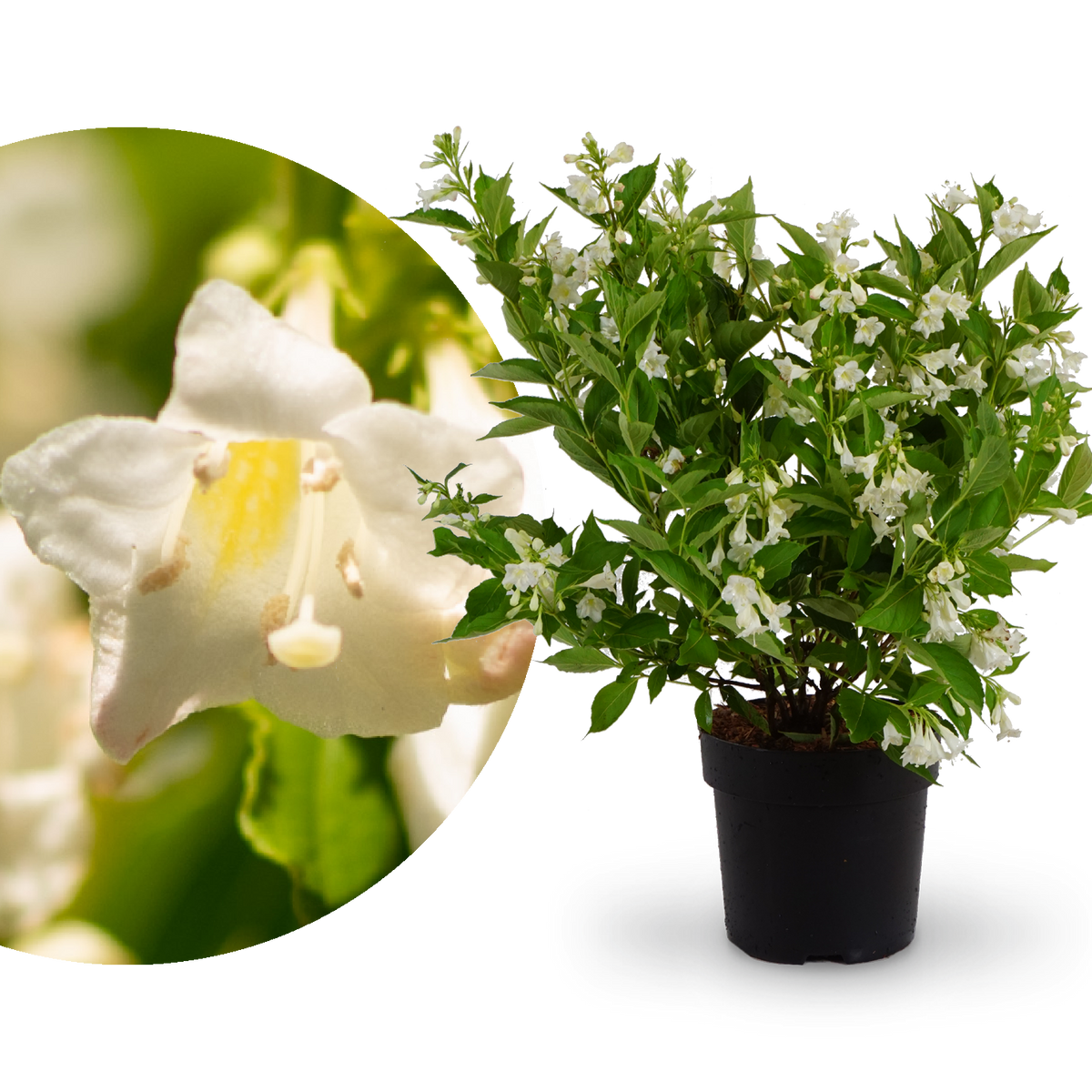 Weigelie 'Snowflake'® Weiß