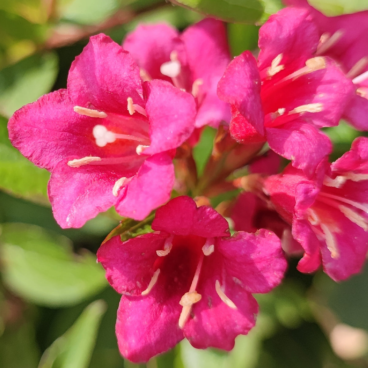 Blüte der Weigelie 'Wine and Roses'